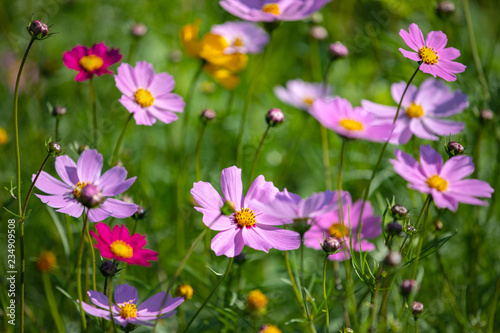 Colourful Cosmos flowers are blooming in the field when Autumn season is coming. It is very beautiful when blossom in the field. © Teerachai