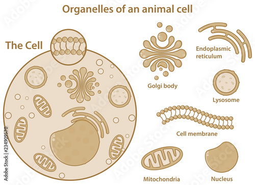 Major organelles and components of an animal (eukaryotic) cell. photo