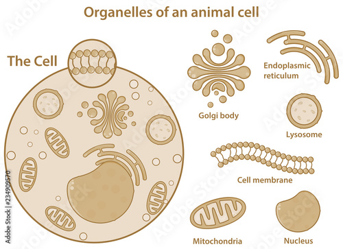 Major organelles and components of an animal (eukaryotic) cell.