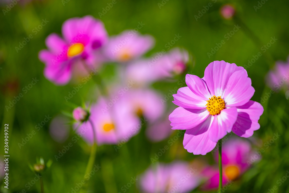 Colourful Cosmos flowers are blooming in the field when Autumn season is coming. It is very beautiful when blossom in the field. Colourful Cosmos flowers are blooming in the field when Autumn season is coming. It is very beautiful when blossom in the field.