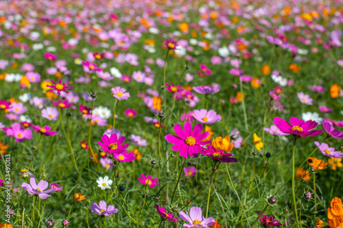 Fototapeta Naklejka Na Ścianę i Meble -  Colourful Cosmos flowers are blooming in the field when Autumn season is coming. It is very beautiful when blossom in the field.