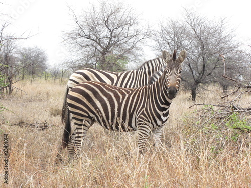 Afrika Tiere Natur