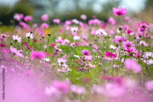 Colourful Cosmos flowers are blooming in the field when Autumn season is coming. It is very beautiful when blossom in the field.