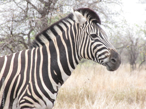 Afrika Tiere Natur