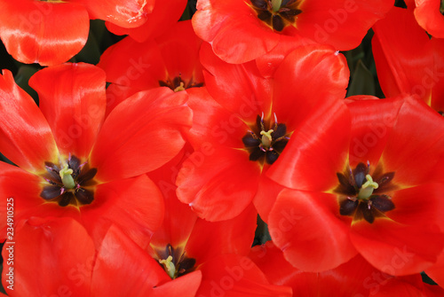 Tulips Hollands Glorie  Darwinhybrid Group  flowering. Spring time in Netherlands. 