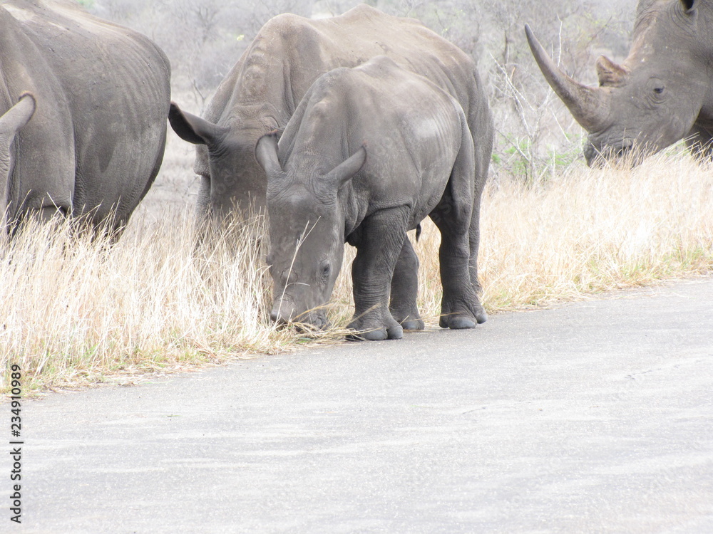 Fototapeta premium Afrika Tiere Natur