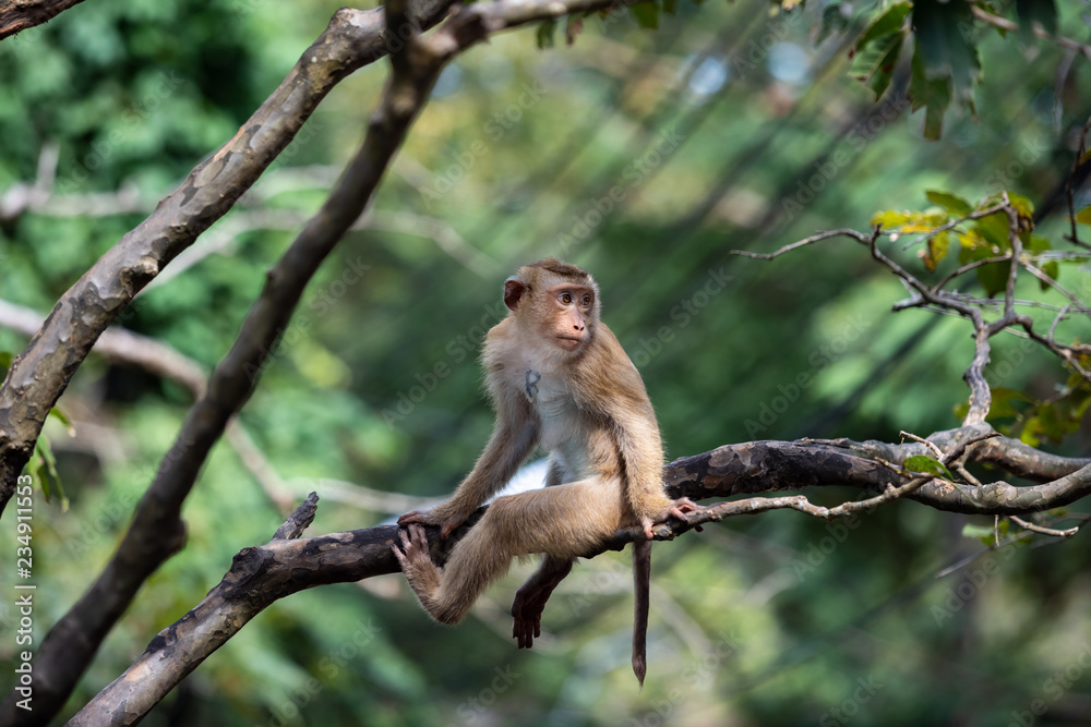 A cute Monkey on the tree ,Monkey Climbing Tree. A cute Monkey on the tree ,Monkey Climbing Tree.