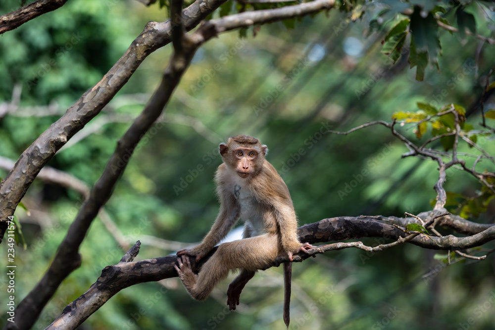 A cute Monkey on the tree ,Monkey Climbing Tree.