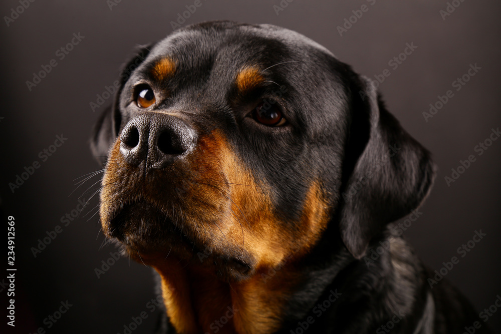 Fototapeta premium Beautiful dog Rottweiler on a black background close-up
