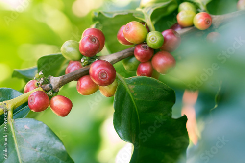 Arabica Coffee berry ripening on a tree