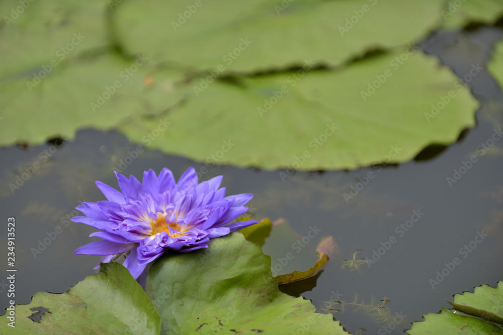 Beautiful lotus in a reflection pond with peaceful and enlighten with Buddhism atmosphere and spiritual. Beautiful lotus in a reflection pond with peaceful and enlighten with Buddhism atmosphere and spiritual.