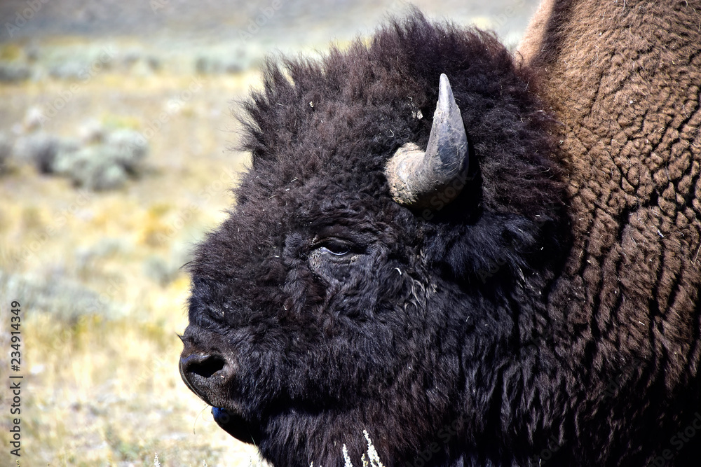 Portrait of a Buffalo