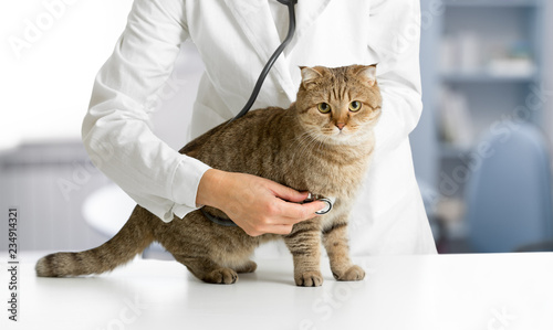 Fototapeta Naklejka Na Ścianę i Meble -  Veterinarian cat hospital checkup