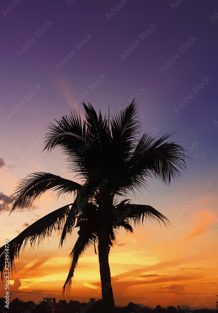 palm tree on the background of a beautiful sunset