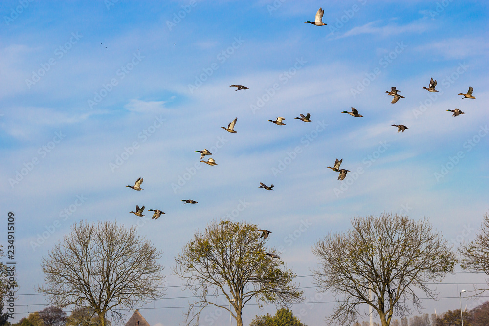 flock of European mallad ducks flying in the countryside