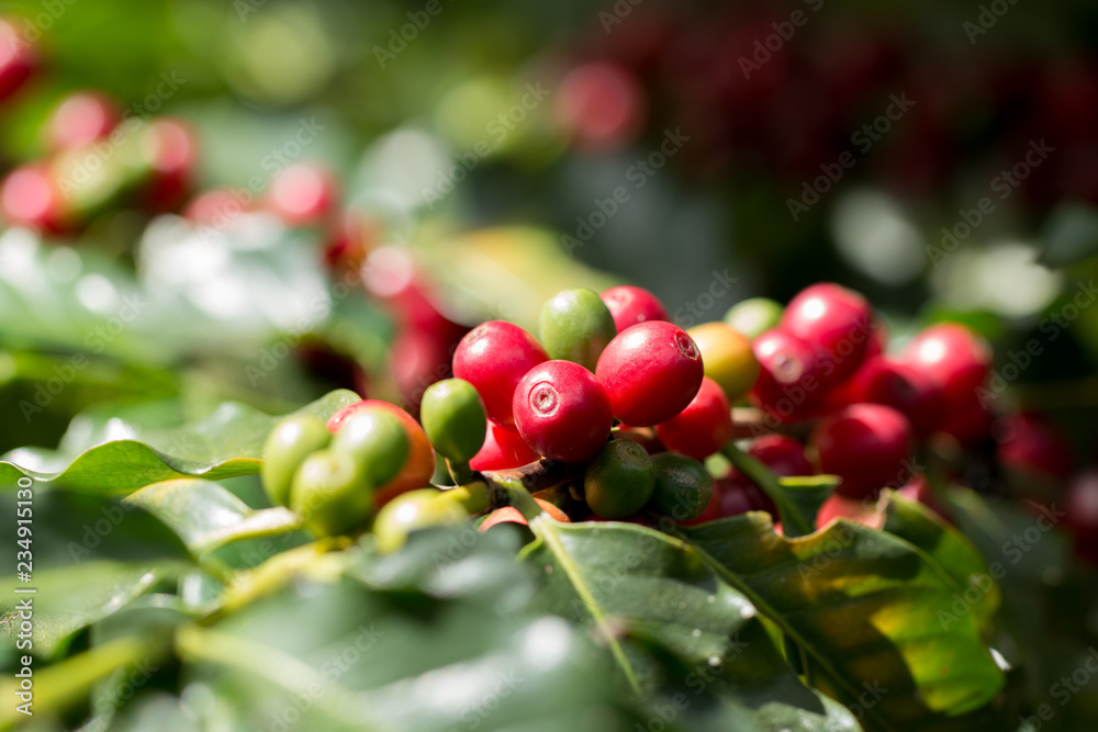 Arabica Coffee berry ripening on a tree Arabica Coffee berry ripening on a tree