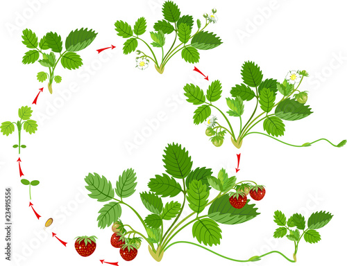Life cycle of strawberry. Plant growth stage from seed to strawberry plant with berries