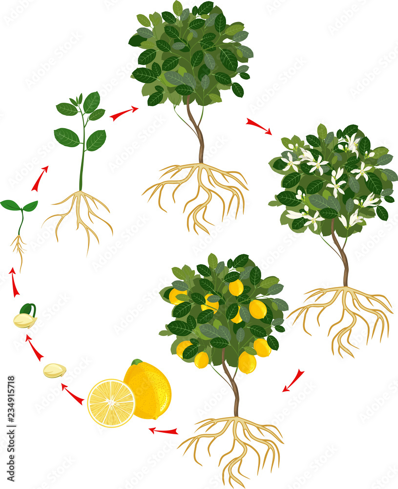 Life cycle of lemon tree. Stages of growth from seed and sprout to ...