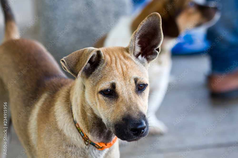 Fototapeta premium Street dogs of Vietnam. Puppy.