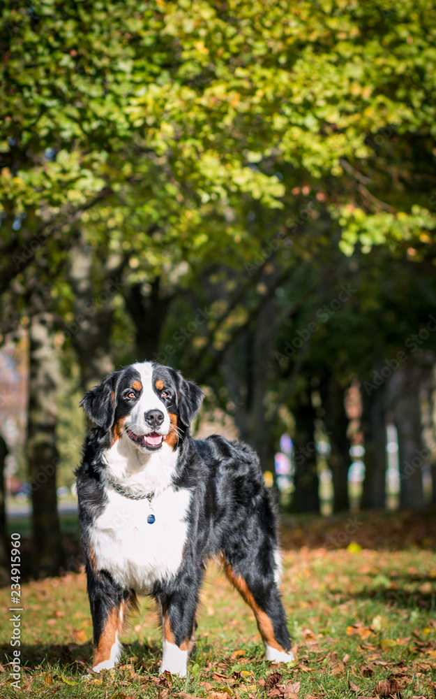 Bernese mountain dog posing in beautiful city park outside. Bernese mountain dog posing in beautiful city park outside.