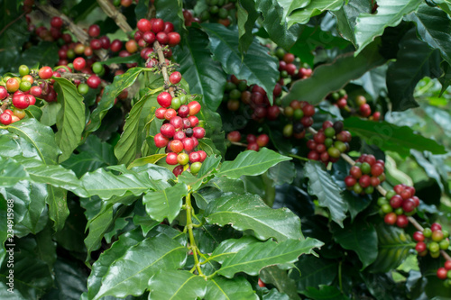 Arabica Coffee berry ripening on a tree