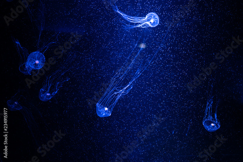 Close-up Jellyfish, Medusa in fish tank with neon light. Jellyfish is free-swimming marine coelenterate with a jellylike bell- or saucer-shaped body that is typically transparent. photo