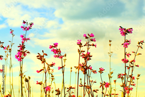 pink flowers in the golden sunset of light. Background image of wildflowers in a summer field. close-up , toned