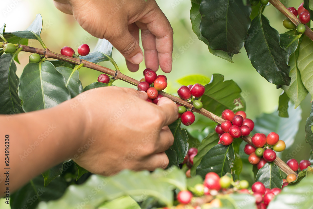Farmer hand is havesting Arabrica Coffee berry ripening on plant in organic farm Farmer hand is havesting Arabrica Coffee berry ripening on plant in organic farm