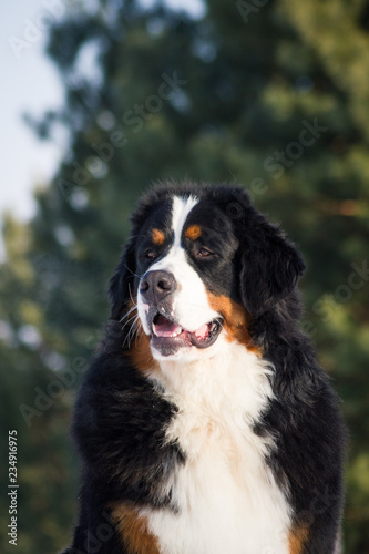 Bernese mountain dog junior male posing in the snow. 