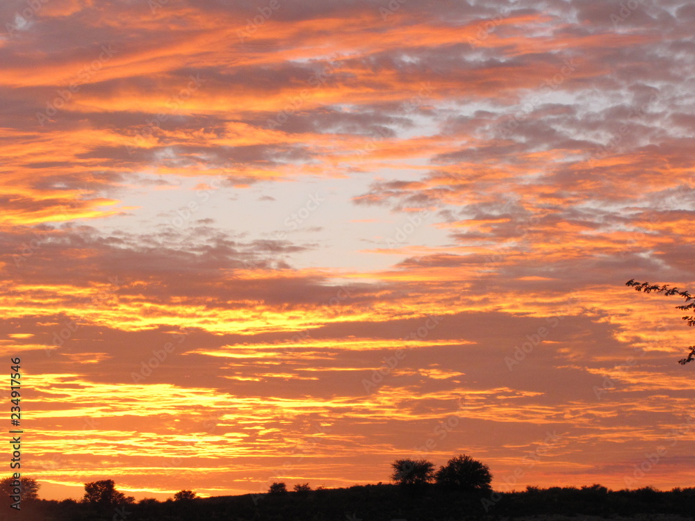 Fototapeta premium Wildtiere Afrika Natur