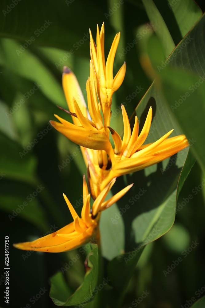 Obraz premium exotic yellow flower