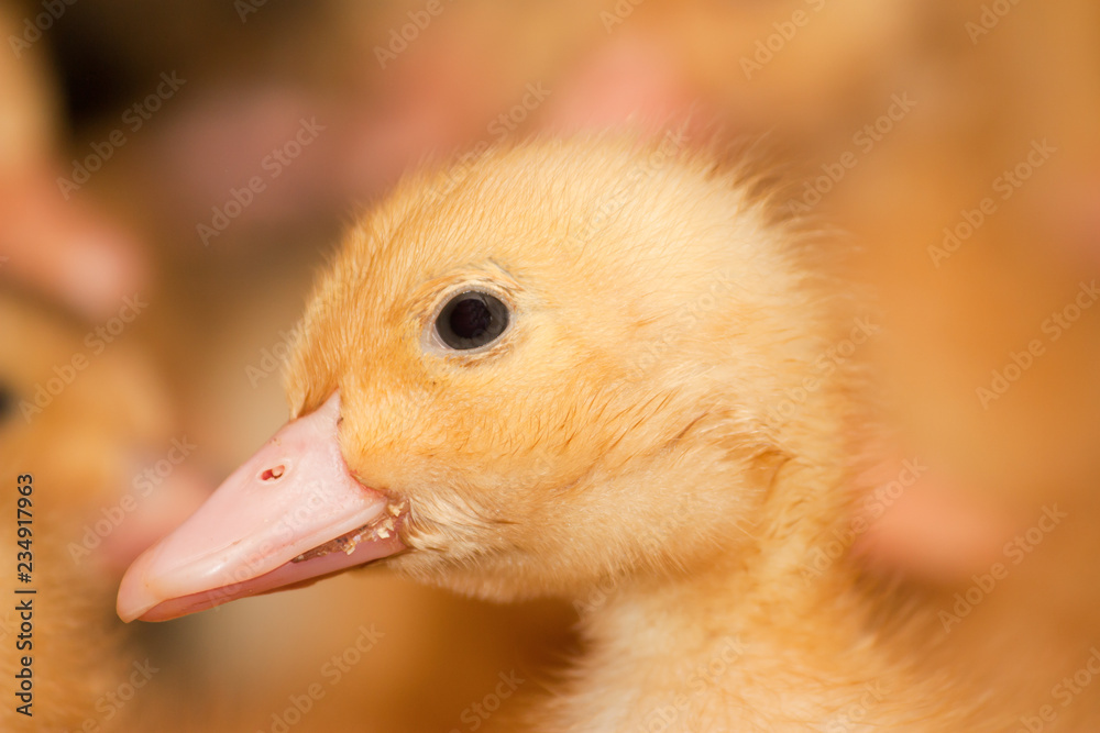 Fototapeta premium Little yellow ducklings in a cage at the poultry farm. Industrial breeding of ducks for meat.