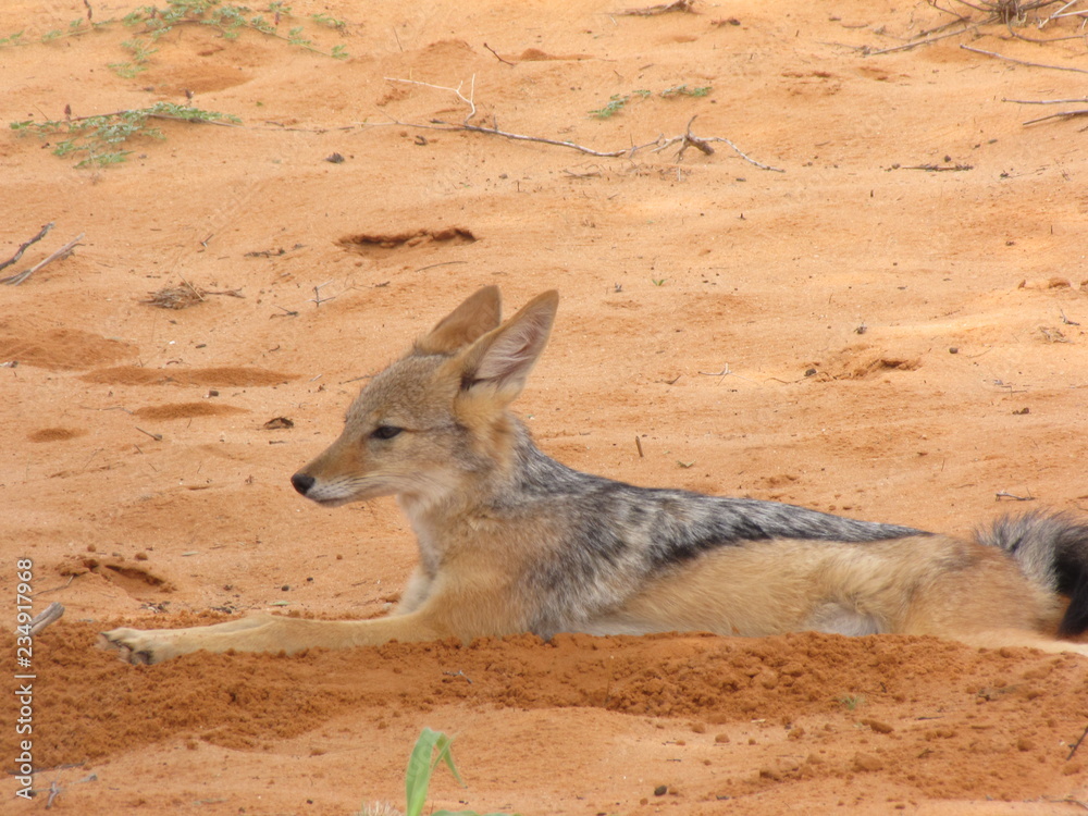Fototapeta premium Wildtiere Afrika Natur