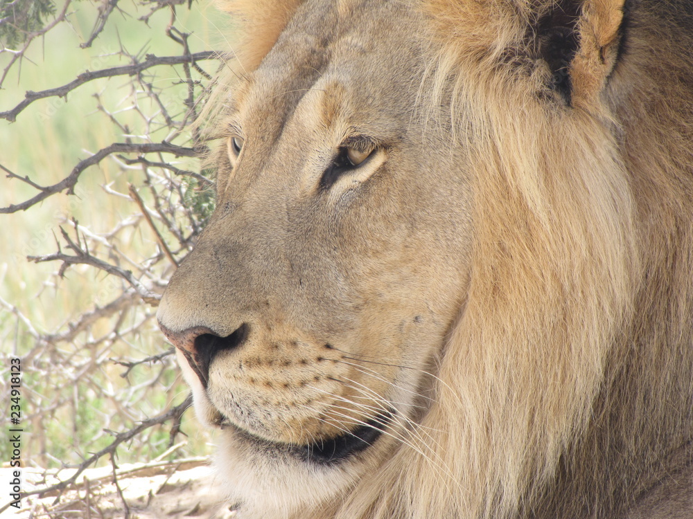 Fototapeta premium Wildtiere Afrika Natur