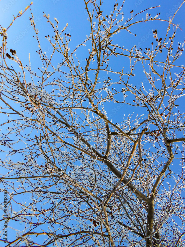A winter clear day, a rural landscape with a rustic garden covered with snow. frozen branches of trees in rime against blue sky A winter clear day, a rural landscape with a rustic garden covered with snow. frozen branches of trees in rime against blue sky
