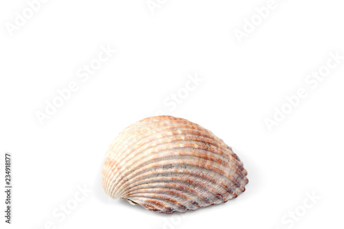 sea shell isolated on white background with copy space for your text
