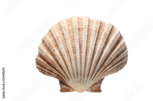 Fotobehang sea shell isolated on white background with copy space for your text