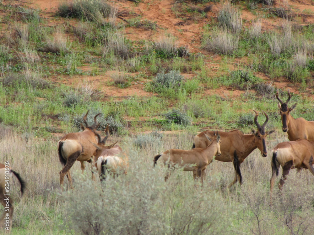 Fototapeta premium Wildtiere Afrika Natur