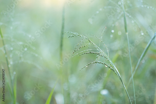 Blurred of Fresh morning dew