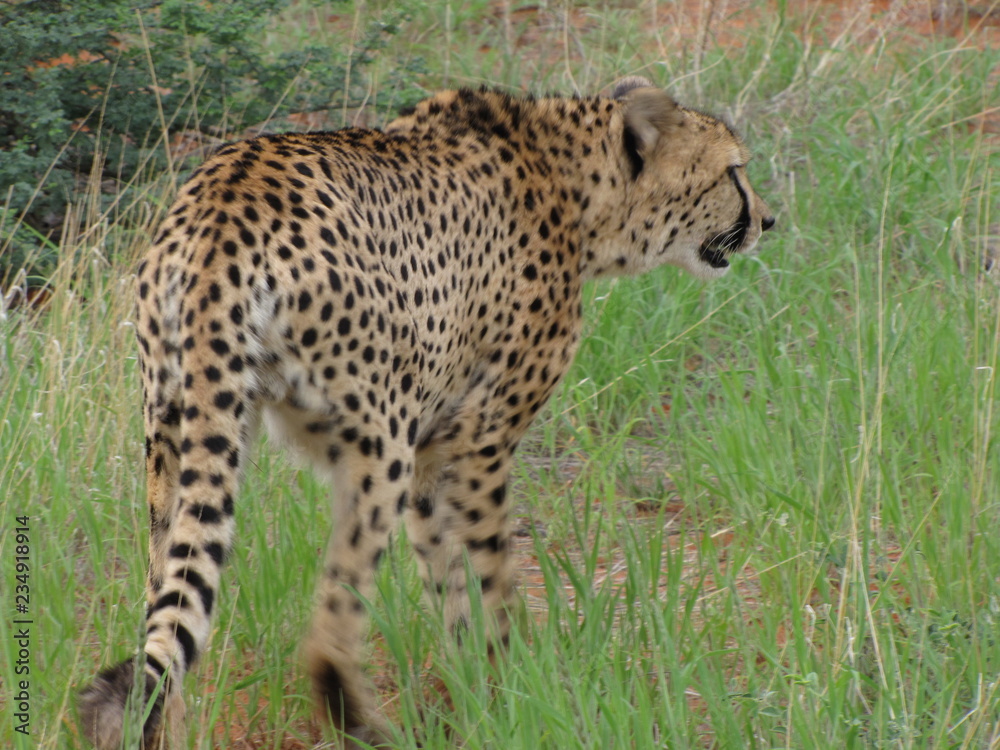 Afrika SüdAfrika Natur Tiere Wild Afrika SüdAfrika Natur Tiere Wild