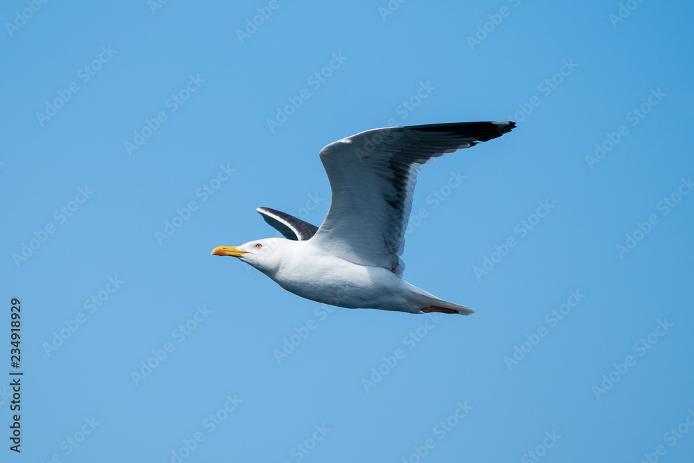Möwe auf hoher See Möwe auf hoher See