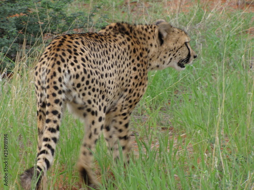 Afrika SüdAfrika Natur Tiere Wild