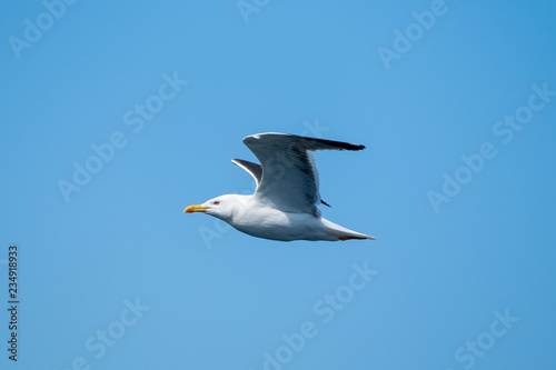 Möwe auf hoher See