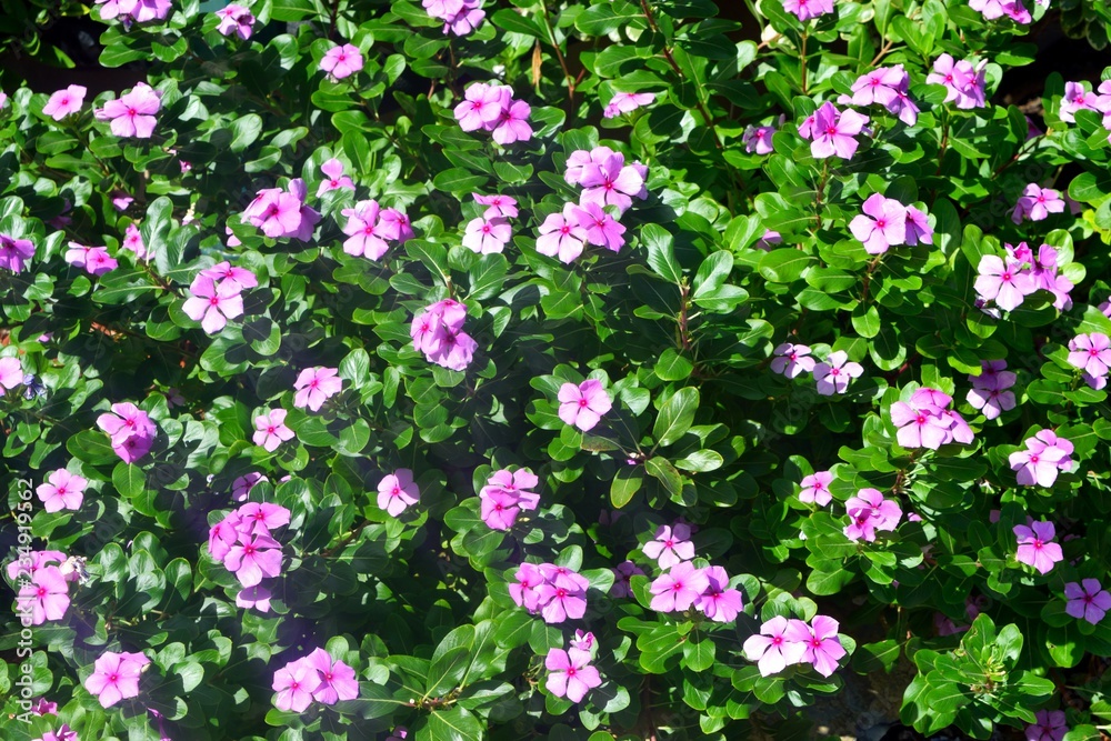 Vibrant pink flowers at garden area background