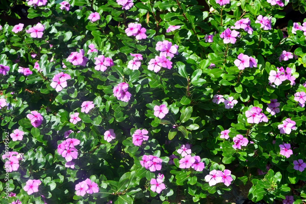 Vibrant pink flowers at garden area background Vibrant pink flowers at garden area background