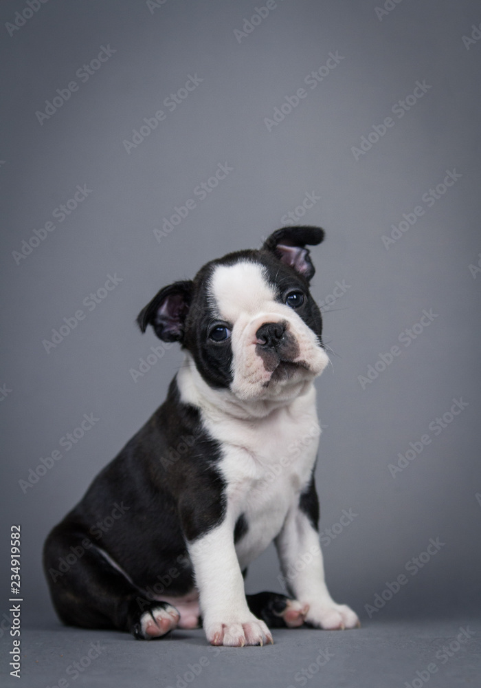 Boston terrier puppy posing in grey studio background.	