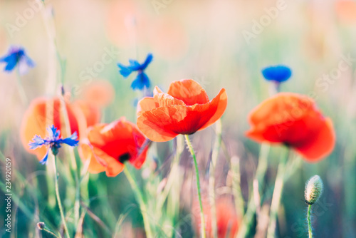 Fototapeta Naklejka Na Ścianę i Meble -  Vivid dreamy poppy field during sunset
