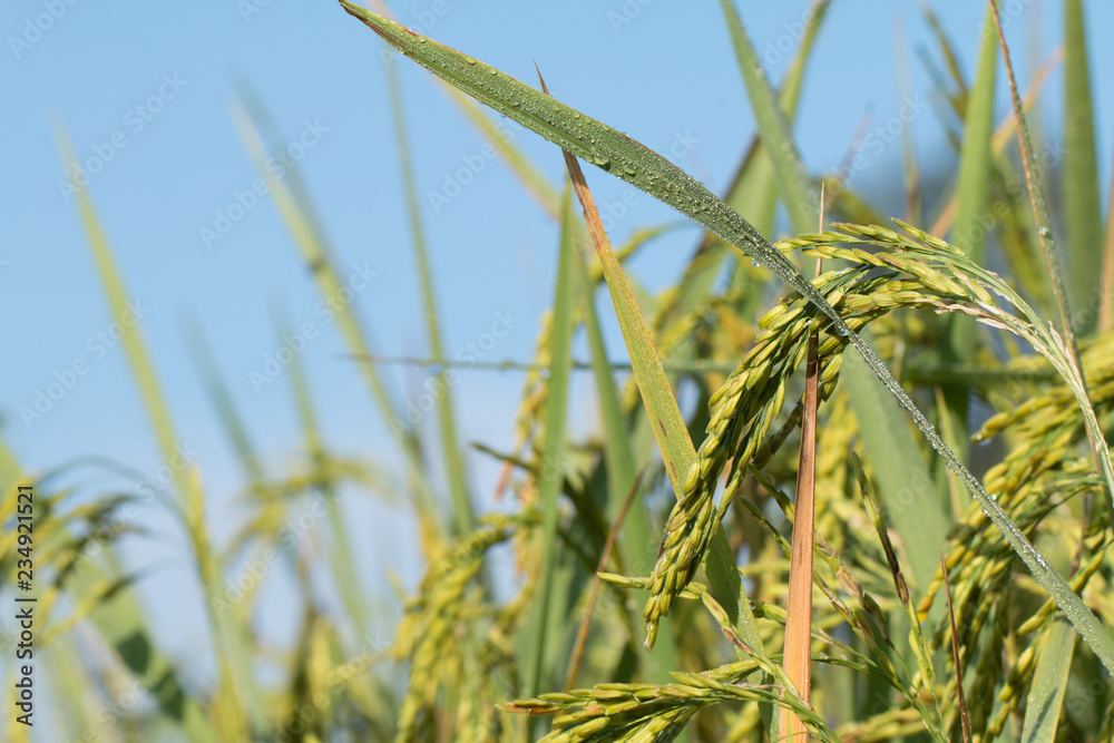 Naklejka premium Paddy rice field