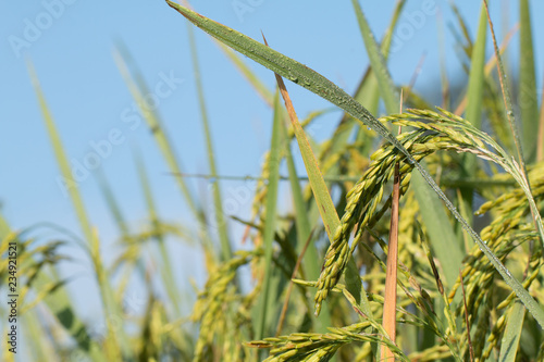 Paddy rice field