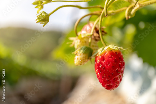 Ripe Strawberry berries on a branch